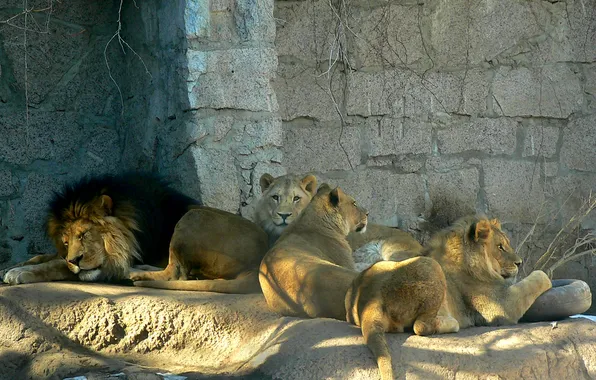 Семья, львы, зоопарк, прайд