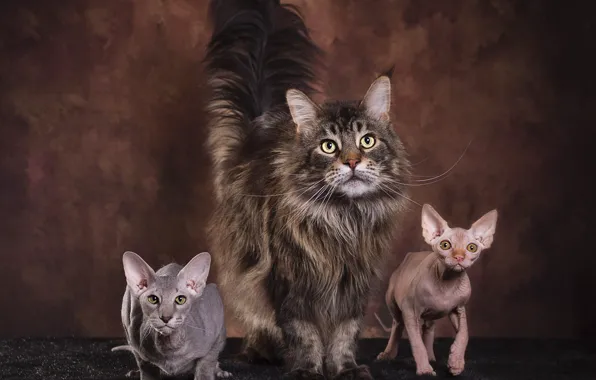 Кошка, кот, взгляд, кошки, поза, темный фон, котенок, серый