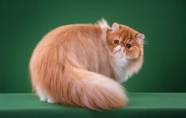 Кошка, кот, взгляд, морда, поза, шерсть, пушистый, рыжий