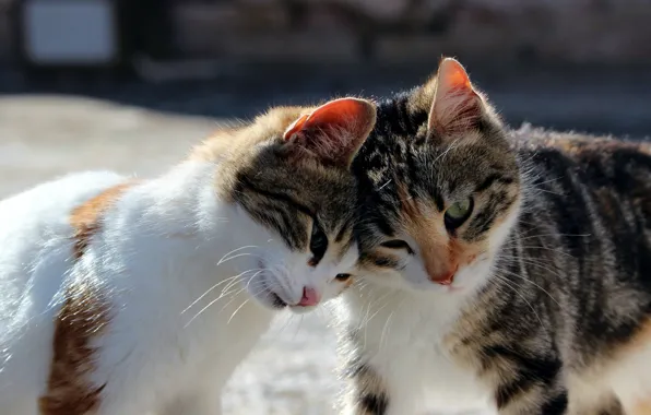Свет, кошки, поза, котенок, улица, котята, ласка, парочка