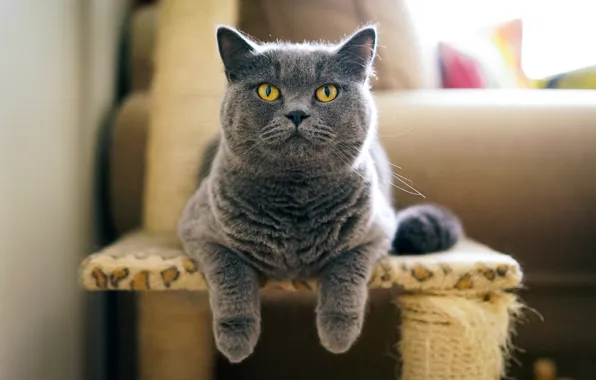 Картинка кот, серый, британец