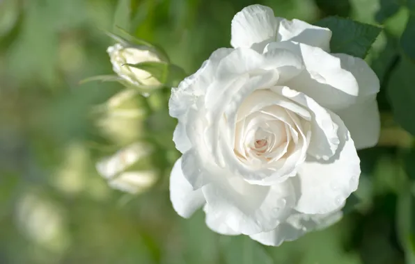 Белый, роза, бутон