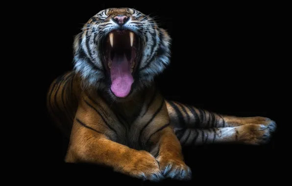 Картинка тигр, пасть, зверь