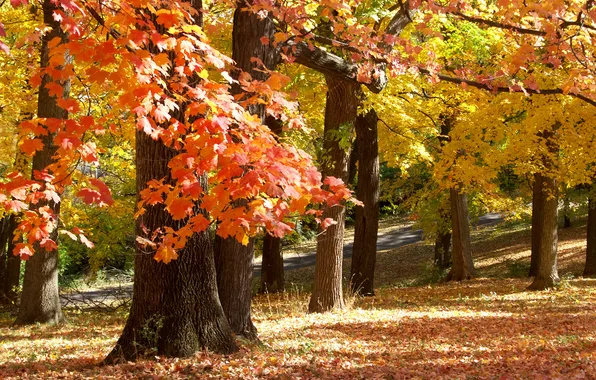 Осень, парк, November in Missouri
