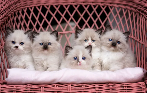 Кошки, кресло, котята, пушистые, компания, сидят, мелкие, голубоглазые