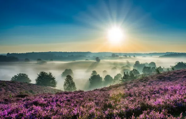 Картинка солнце, деревья, туман, рассвет, утро, Нидерланды, вереск