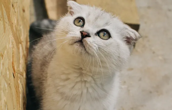 Котёнок, смотрит вверх, шотладская вислоухая