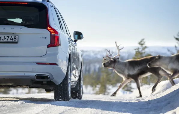 Зима, Volvo, Снег, Олени, Сзади, luxury SUV, Роскошный внедорожник, Volvo XC90 T8