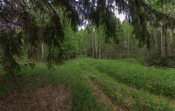 Трава, Деревья, Лес, Ветви, Анкудинов Леонид, На заросшей дороге