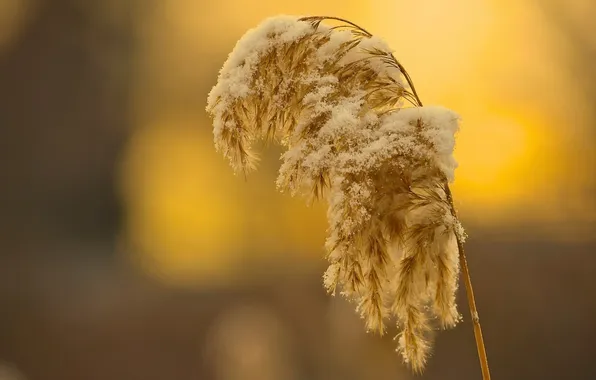 Картинка трава, макро, снег