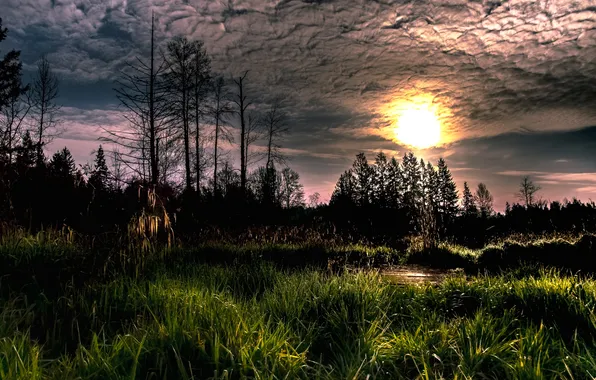 Лес, природа, утро