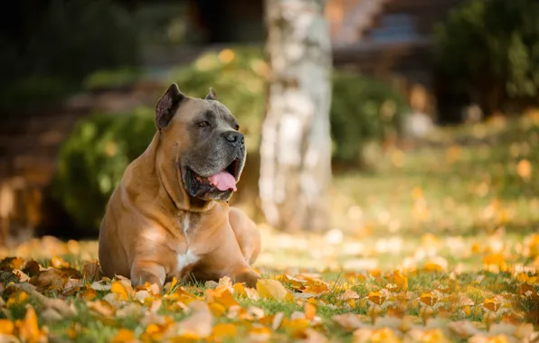 Картинка осень, листья, портрет, собака, пёс, боке, Кане-корсо