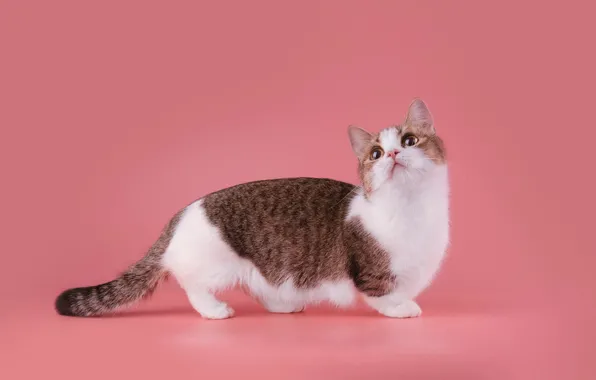 Кошка, кот, взгляд, поза, котенок, мордочка, милый, стоит