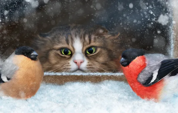 Картинка кот, снег, птицы, мордочка, наблюдение, снегири
