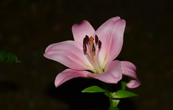 Картинка Фон, Розовая лилия, Pink lily