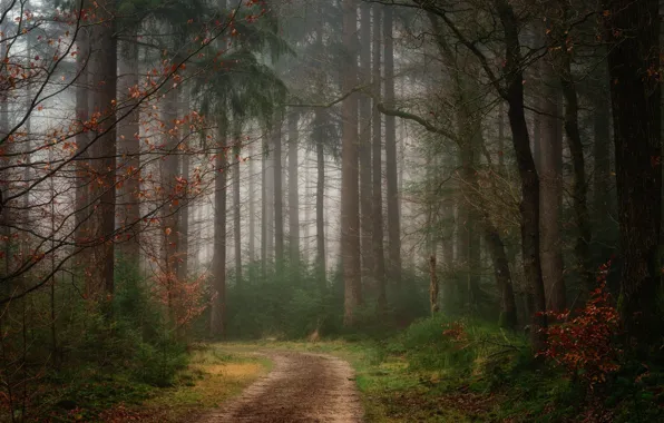 Дорога, лес, деревья, природа, туман
