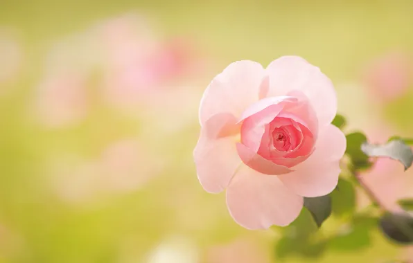 Макро, розы, лепестки, боке