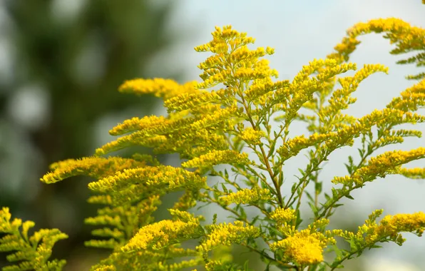 Flower, yellow, blooming
