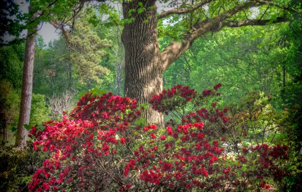 Деревья, цветы, США, кусты, рододендрон, Honor Heights Park