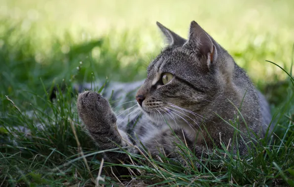 Картинка кошка, трава, кот, серый, профиль