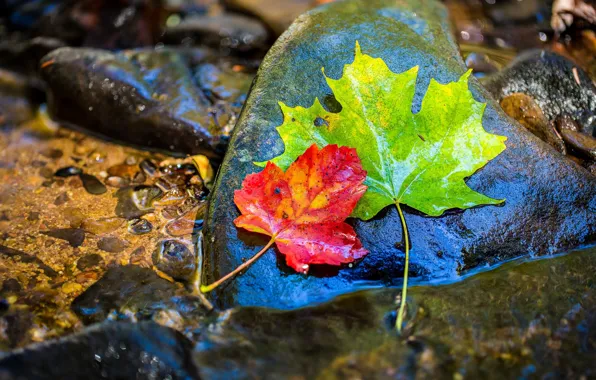 Осень, листья, вода, мокрый, камни, клен