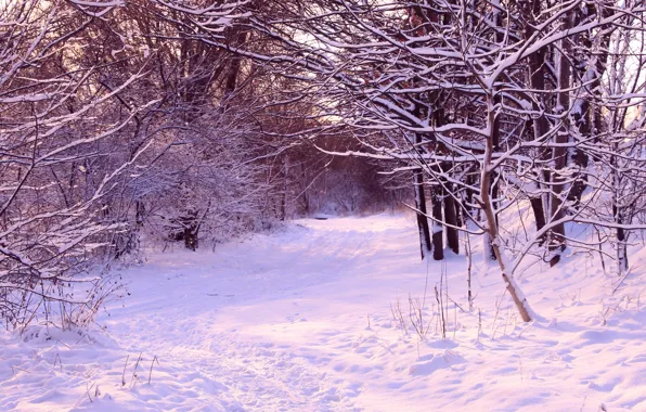 White, park, winter, snow, cold