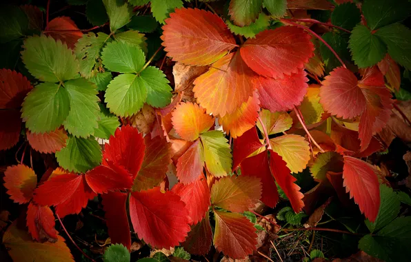 Картинка Макро, Осень, Листья, Листва, Autumn, Colors, Macro, Leaves