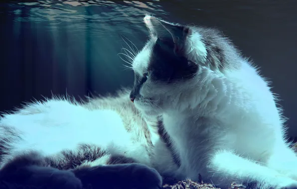 Кошка, кот, вода, свет, лежит