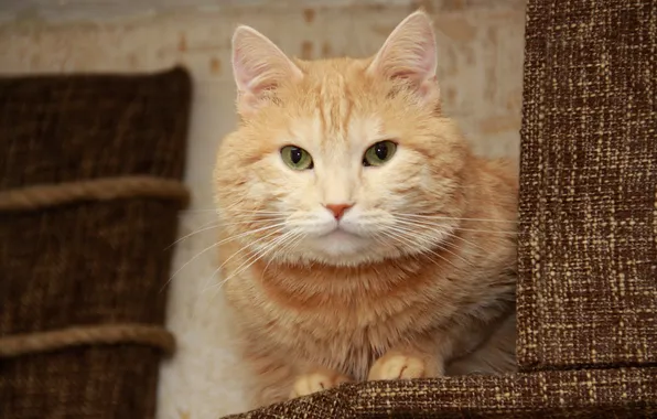 Картинка кот, рыжий кот, кошкин дом