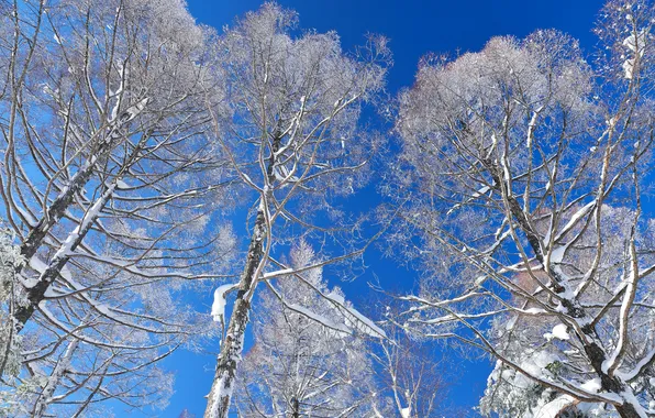 Зима, небо, снег, деревья