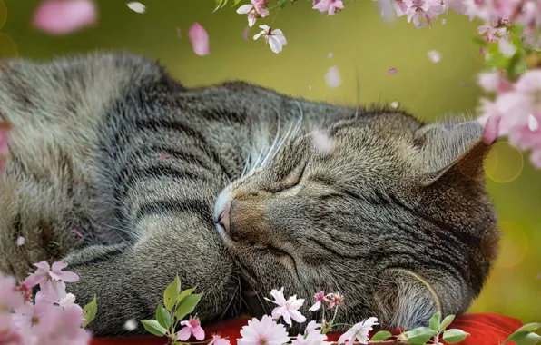 Кошка, кот, лежит
