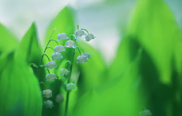 Листья, краски, весна, ландыш, соцветие