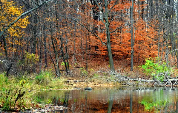 Картинка осень, лес, деревья, пруд, отражение