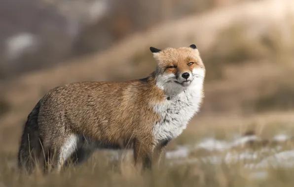 Взгляд, морда, свет, природа, поза, фон, лиса, боке