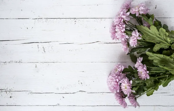 Картинка цветы, фон, розовые, хризантемы, wood, pink, flowers, violet