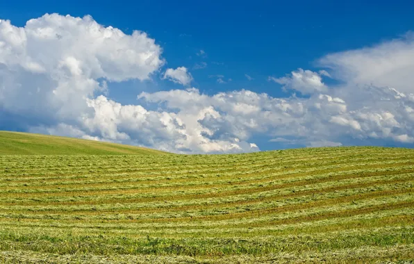 Небо, облака, холмы, поля, солнечно, Washington, Walla Walla