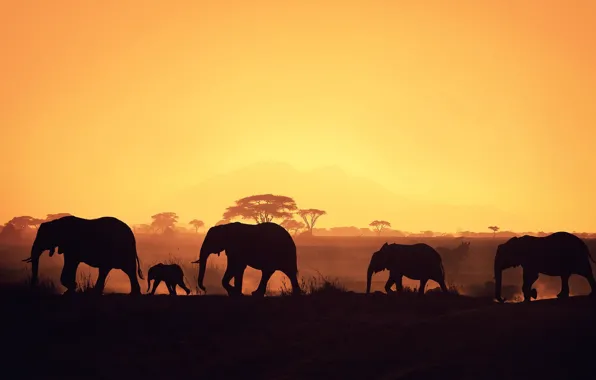 Картинка night, elephants, africa, herd, baby elephant