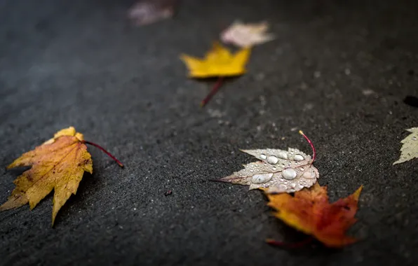 Картинка осень, листья, вода, капли, макро, листочки
