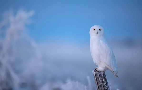 Картинка зима, иней, сова, птица, столб, голубой фон, полярная, полярная сова