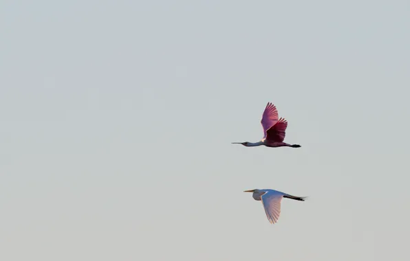 Flight, wildlife, spoonbill, egret