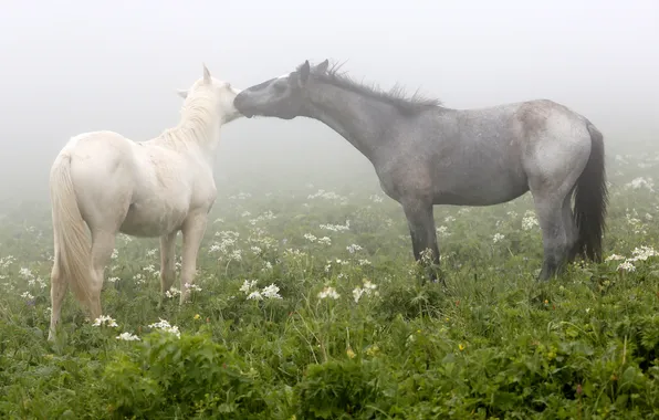 Картинка поле, туман, кони