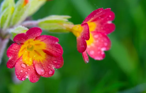 Flower, spring, primroses, blooming