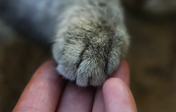 Картинка кошка, макро, фон, лапа, рука