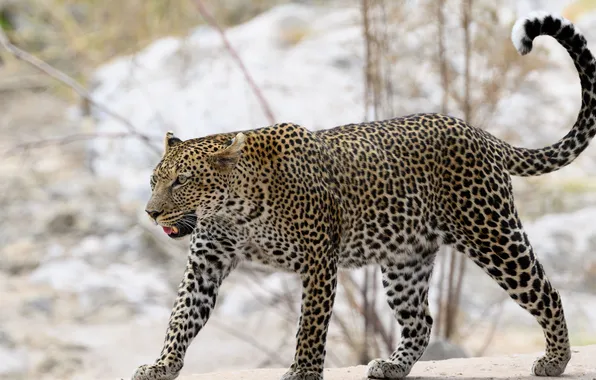 Leopard, predator, animal, wild, bigcat
