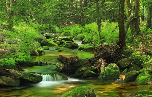 Вода, Природа, Деревья, Река, Лес, Камни, Ручей, Мох