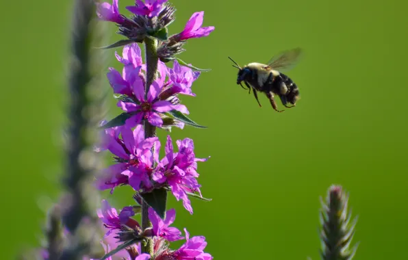 Картинка цветок, пчела, растение, насекомое, шмель