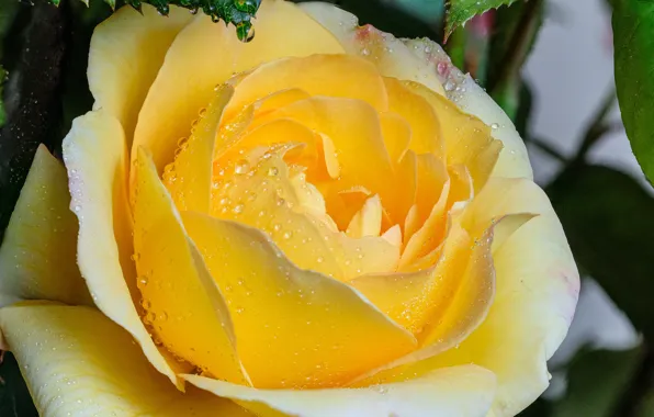 Картинка капли, макро, розы, бутоны