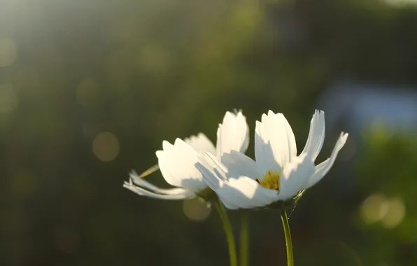 Белый, цветы, Макро