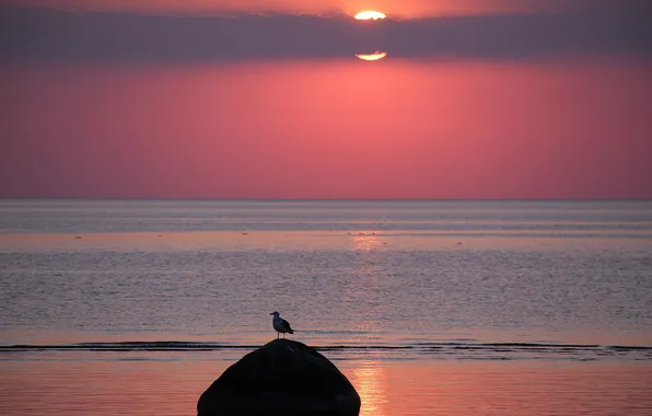 Картинка море, закат, птица
