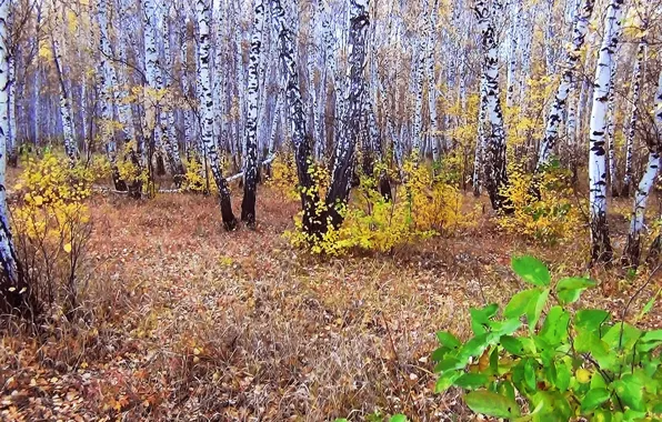 Осень, лес, Сибирь, Берёзы, прляна